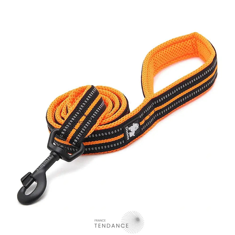 Laisse Lumineuse Réfléchissante | France-Tendance