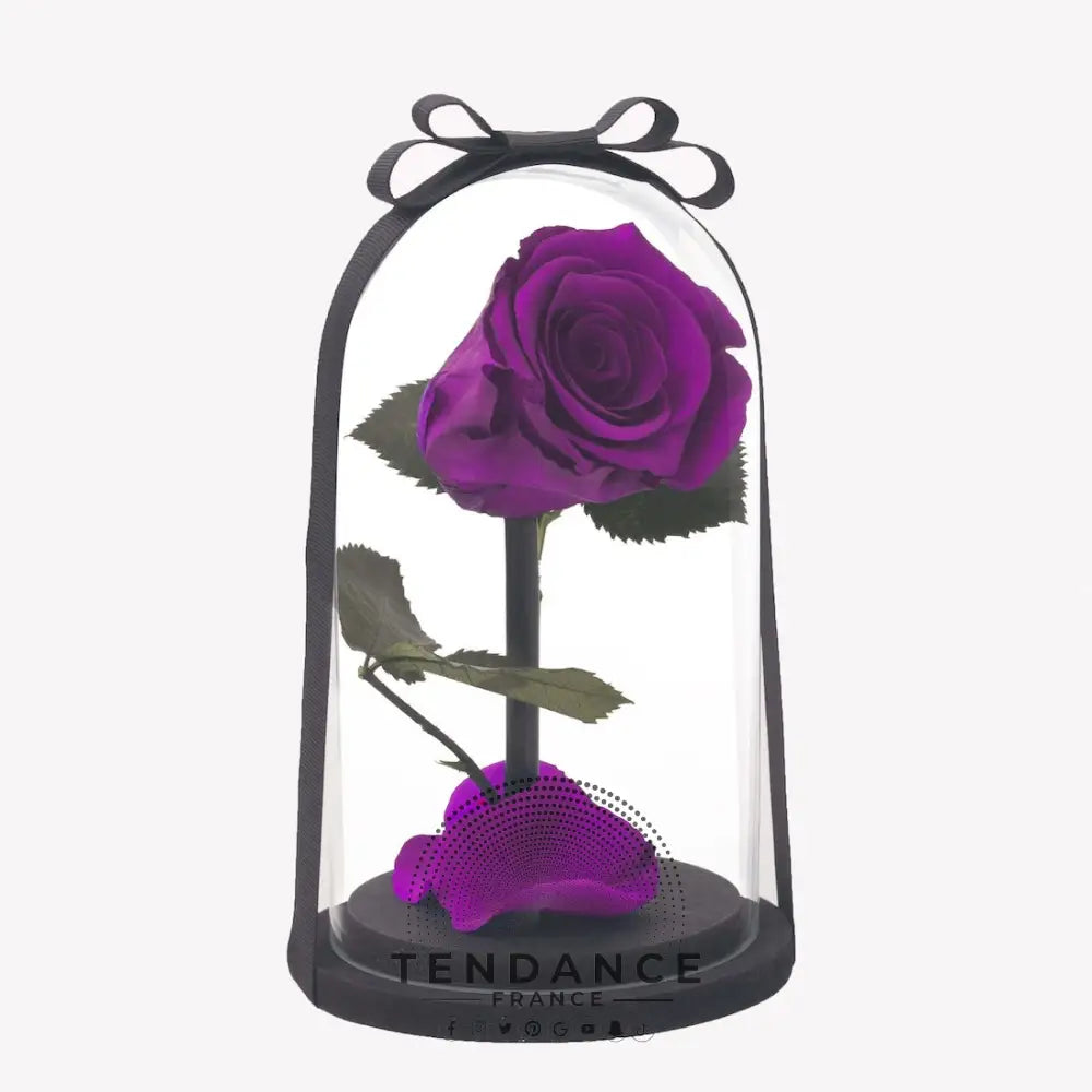 Rose éternelle Violette | France-Tendance